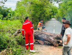 Angin Kencang Picu Lima Insiden, BPBD Aceh Besar Tingkatkan Kewaspadaan