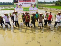 Pemulihan Lahan Pertanian Aceh Dipacu, Ribuan Hektare Sawah Mulai Kembali Ditanami