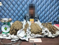 Polres Aceh Barat Tangkap DPO Kasus Ganja, Sita 3,1 Kg Barang Bukti