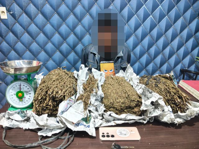 Polres Aceh Barat Tangkap DPO Kasus Ganja, Sita 3,1 Kg Barang Bukti