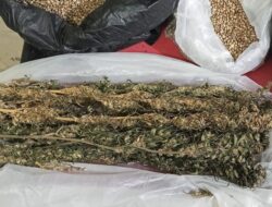 Polisi Tangkap Tiga Tersangka Peredaran Ganja di Aceh Selatan