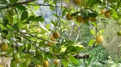 Bupati Sarankan Petani di Aceh Selatan Beralih dari Pala ke Komoditi Unggulan lain