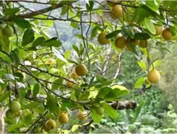 Bupati Sarankan Petani di Aceh Selatan Beralih dari Pala ke Komoditi Unggulan lain