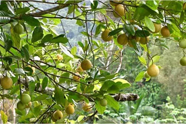 Bupati Sarankan Petani di Aceh Selatan Beralih dari Pala ke Komoditi Unggulan lain