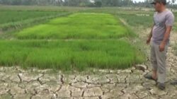 sawah kering
