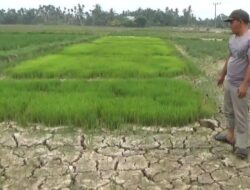 Ratusan Hektare Sawah di Cot Girek Kekeringan