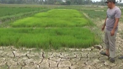 sawah kering