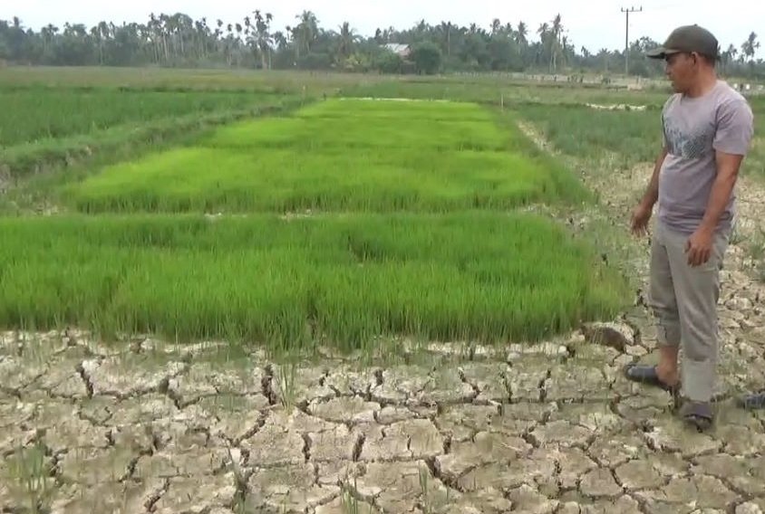 sawah kering