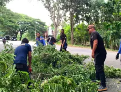 Dua Pohon Tumbang Ganggu Lalu Lintas Banda Aceh-Medan