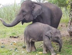 Seekor Anak Gajah Mati di PLG Saree, Diduga Akibat Virus EEHV