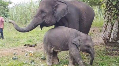 Anak Gajah