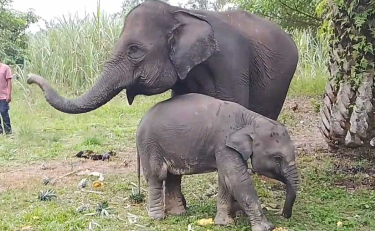 Anak Gajah