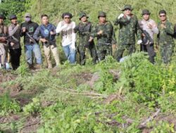 BNNP Aceh Musnahkan 30 Ribu Batang Ganja di Beutong Ateuh