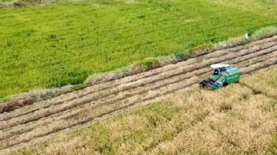 Cetak sawah