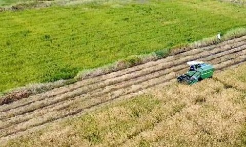 Cetak sawah