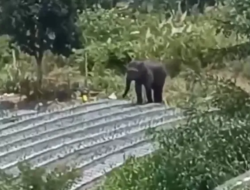 Konflik Gajah-Manusia di Lansekap Peusangan Sudah Lebih Satu Dekade