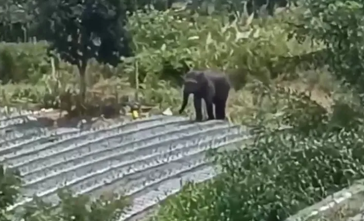 Konflik Gajah-Manusia di Lansekap Peusangan Sudah Lebih Satu Dekade