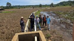 Optimalisasi sawah