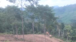 Perambahan Hutan Peulimbang