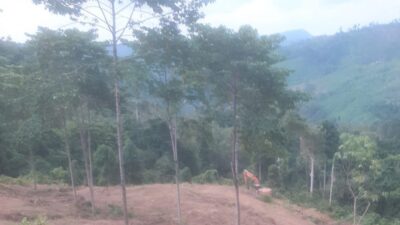 Perambahan Hutan Peulimbang