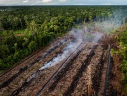 P2LH Aceh Ungkap Penyusutan Hutan SM Rawa Singkil