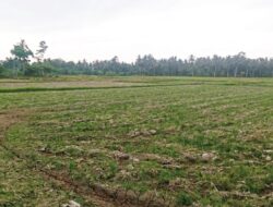 Jaringan Irigasi tak Berfungsi, Petani di Sawang Tak Bisa Garap Sawah