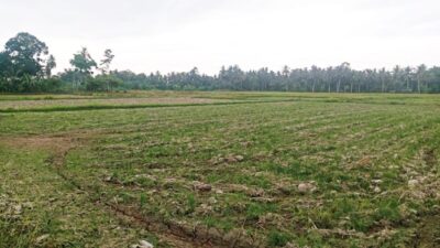 Sawah Sawang
