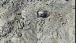 Tulang Belulang Muncul di Pantai Peukan Bada, Diduga Sisa Makam Lama