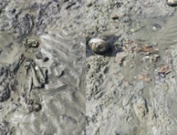 Tulang Belulang Muncul di Pantai Peukan Bada, Diduga Sisa Makam Lama