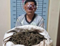 Pria di Ketambe Ditangkap, Polisi Temukan 4,7 Kg Ganja di Rumahnya