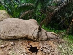 Dugaan Sementara, Kematian Gajah Diarea HGU PT MPLI Diakibatkan Keracunan