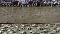 HUT Ke-81 RI, 640 Anak Tuntong Laut Dilepasliarkan di Aceh Tamiang