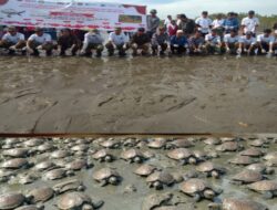 HUT Ke-81 RI, 640 Anak Tuntong Laut Dilepasliarkan di Aceh Tamiang