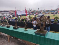 Merboc Pamerkan Bonsai Endemik Bener Meriah di Perayaan HUT RI