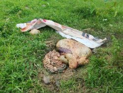 Warga Penanggalan Diminta Waspada, Dua Kasus Pencurian Lembu Diselidiki