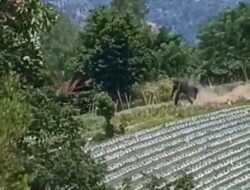 Warga Kampung Buter Aceh Tengah Dikejar Gajah Liar di Area Perkebunan