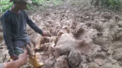 Bayi Gajah Ditemukan Mati di Seumanah Jaya
