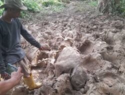 Bayi Gajah Ditemukan Mati di Seumanah Jaya