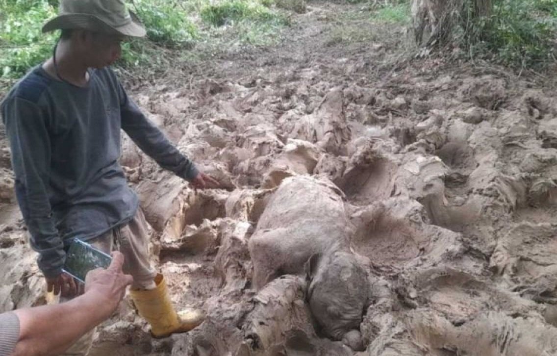 Bayi Gajah Ditemukan Mati di Seumanah Jaya