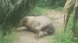 gajah mati di kebun sawit