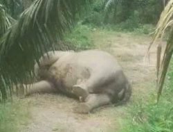 Seekor Gajah Ditemukan Mati di Kebun Sawit
