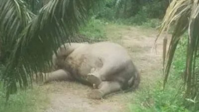 gajah mati di kebun sawit