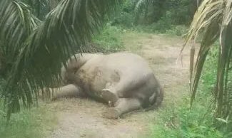 gajah mati di kebun sawit