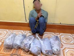 Aparat Ringkus Kurir Ganja di Beutong