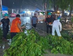 Kota Langsa Diterjang Badai, Pohon Bertumbangan di 7 Lokasi