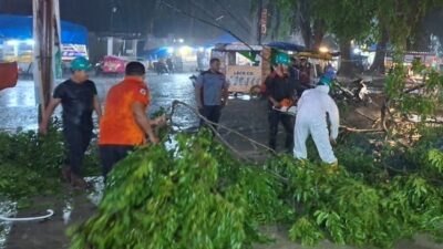 pohon tumbang langsa