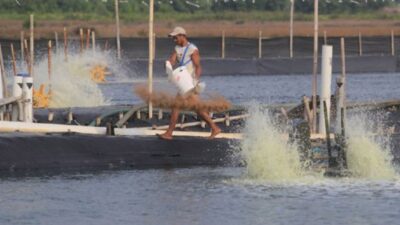 Tambak Udang