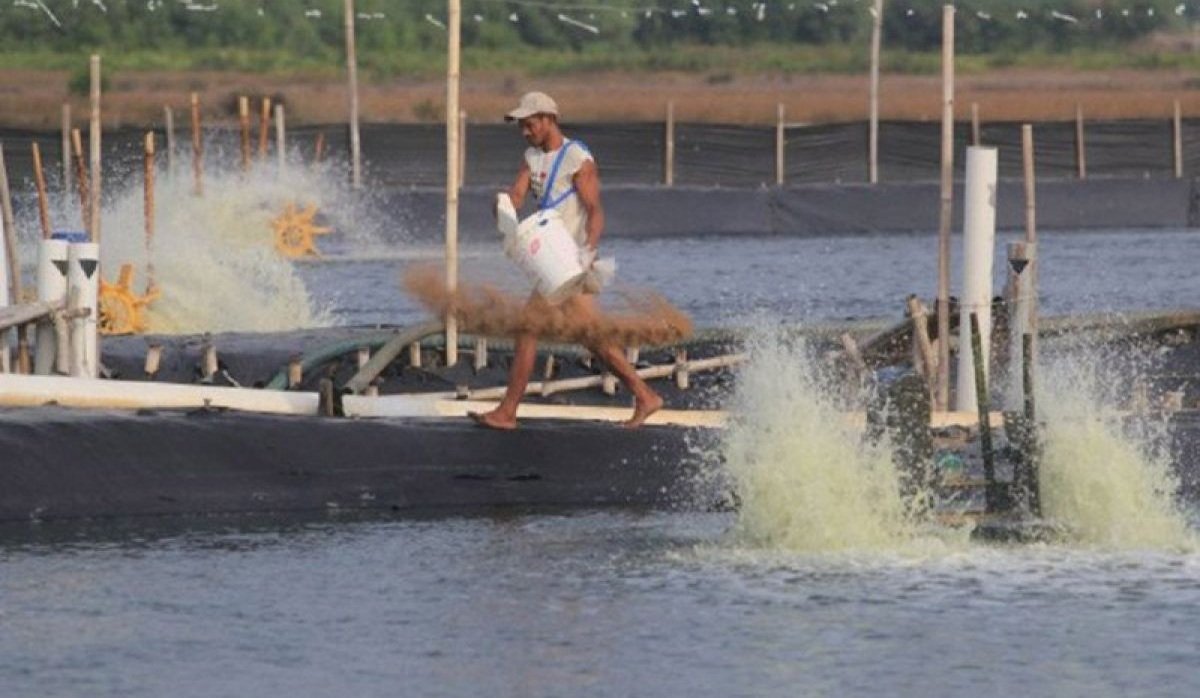 Tambak Udang