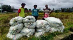Petani di Abdya Keluhkan Selisih Harga Gabah hingga Rp400/Kg