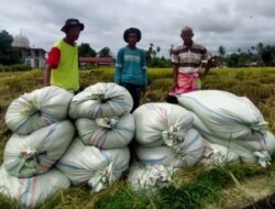 Petani di Abdya Keluhkan Selisih Harga Gabah hingga Rp400/Kg